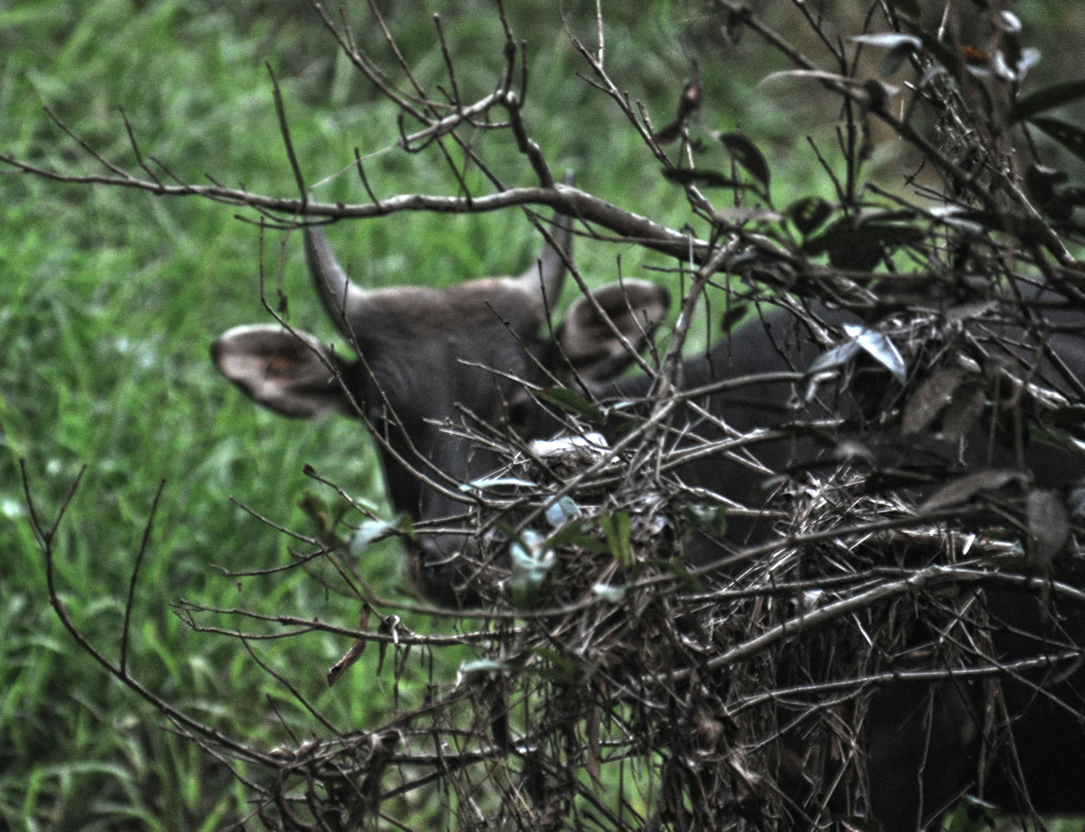 Banteng