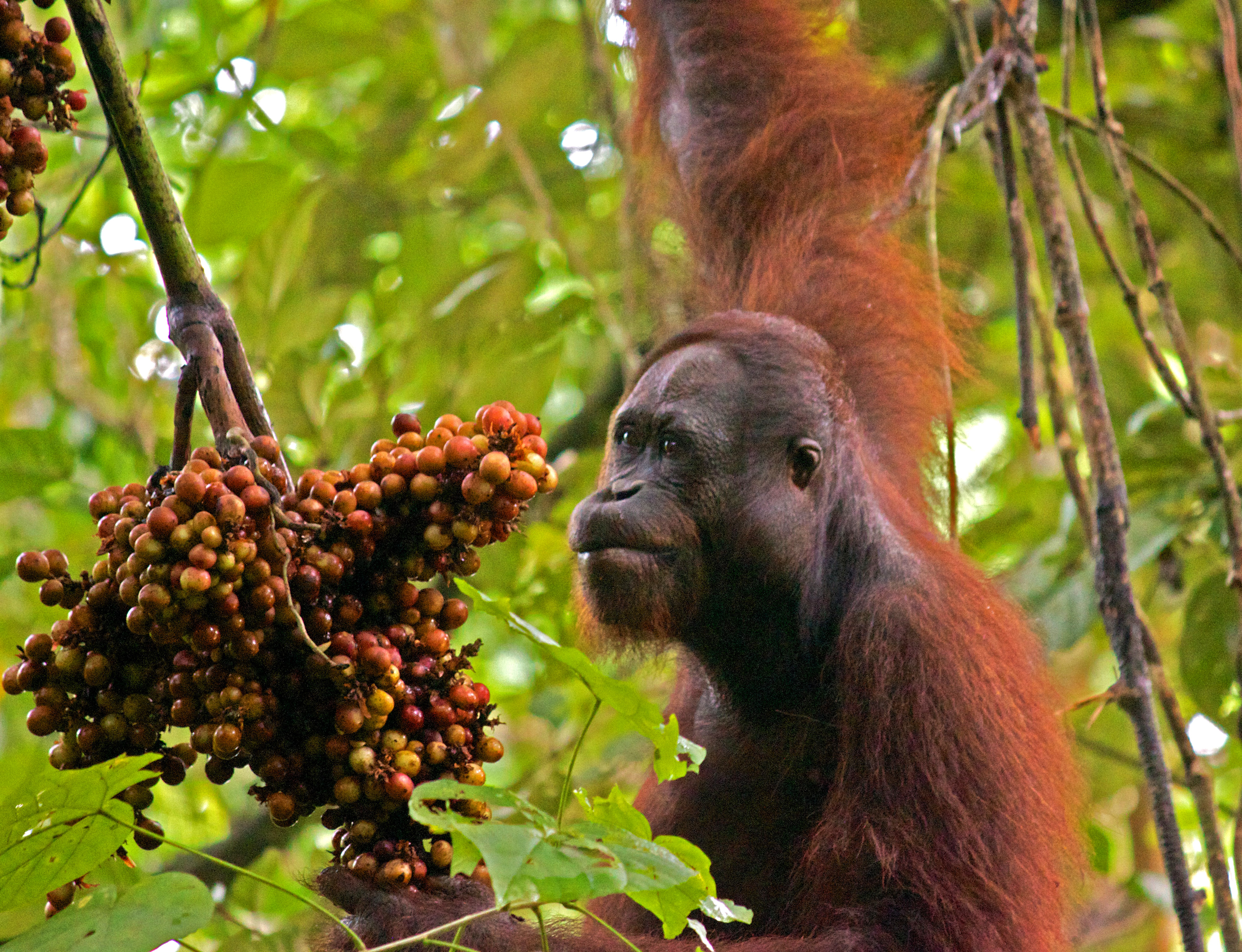 Orangutan