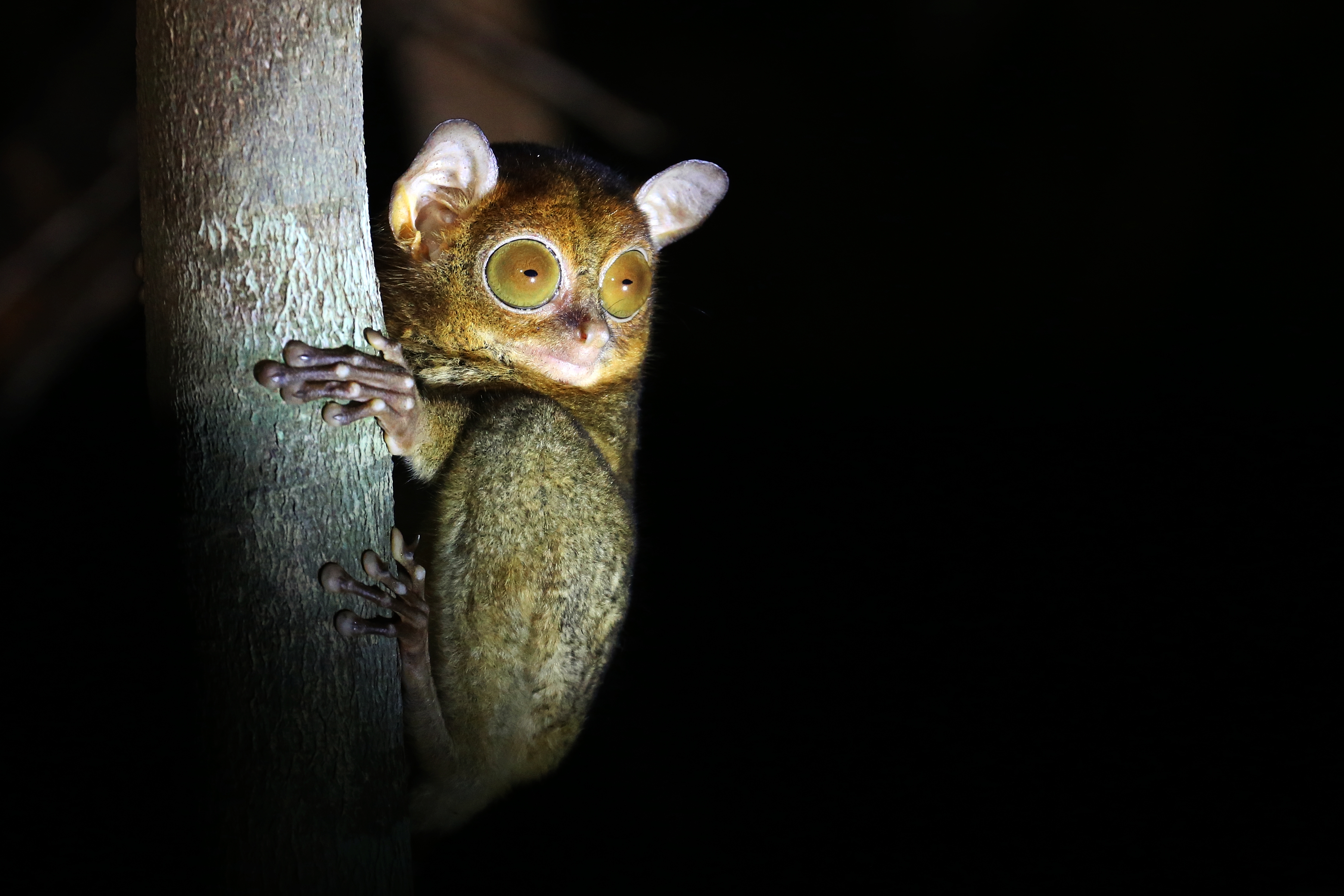 Taman Nasional KutaiWildlife
