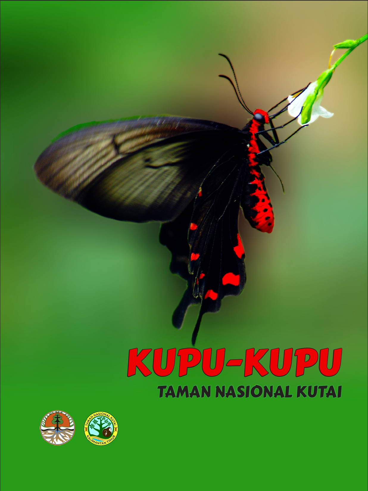 Kupu-Kupu Taman Nasional Kutai